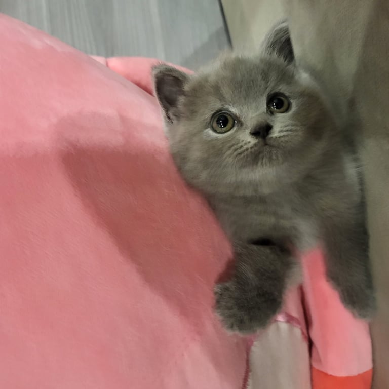 Pedigree British shorthair  