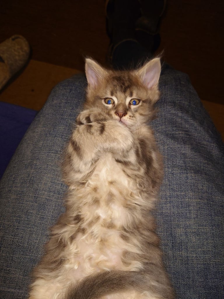 Purebred Maine Coon Kittens 