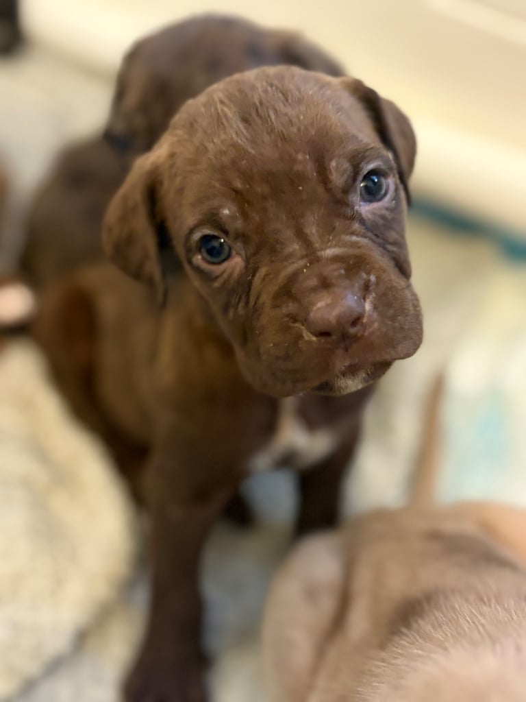 Cane Corso Puppies