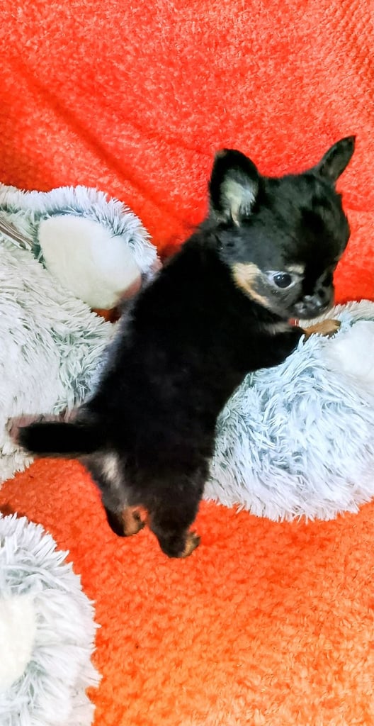 3 sold., 1 reserved, Only 1 left, Pure Bred Chihuahuas 