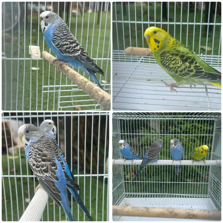✨Double split budgies pair and black wing budgies