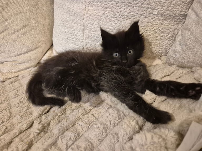Maine coon kittens