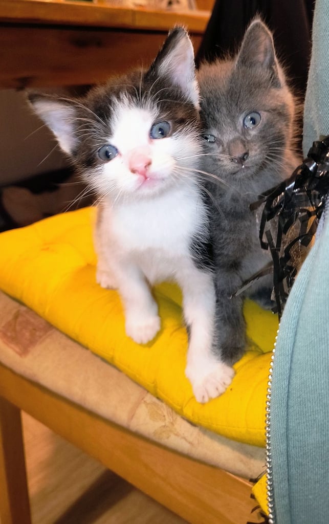 Catss kittens