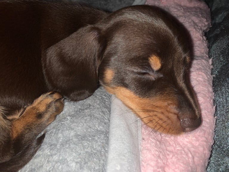 Last smooth hair Dachshund Girl