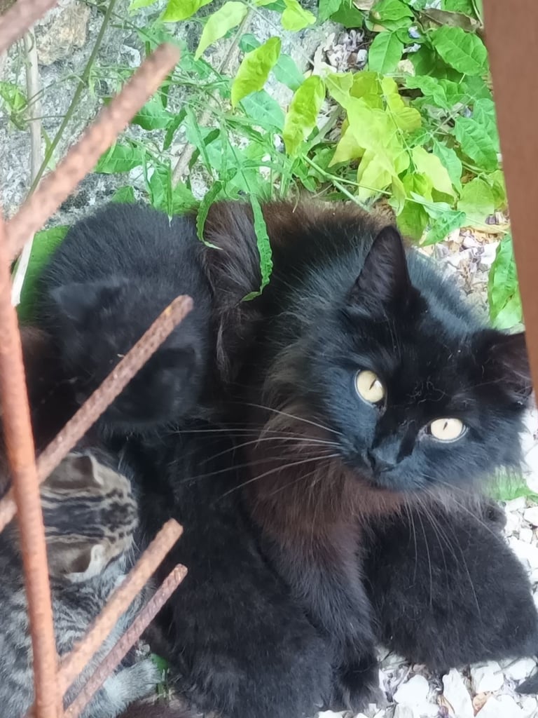 Black Fluffy Kittens... half black Persian Cross