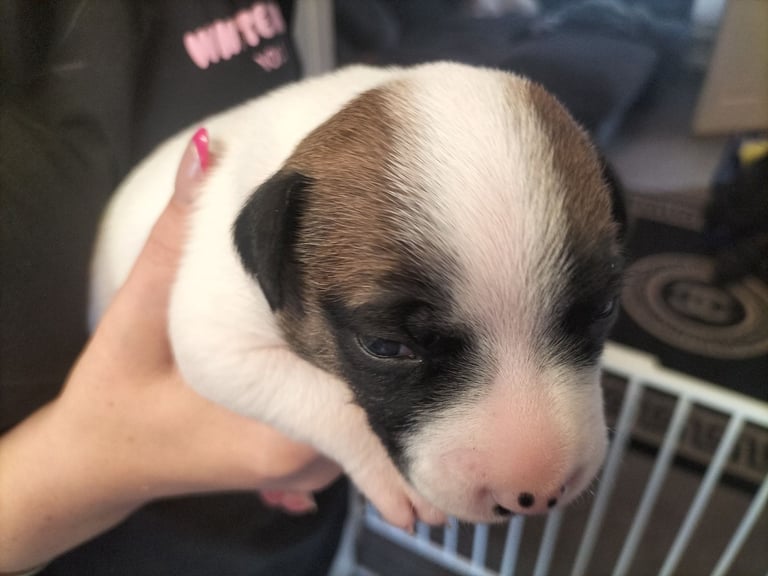 Cute mixed breed puppys 
