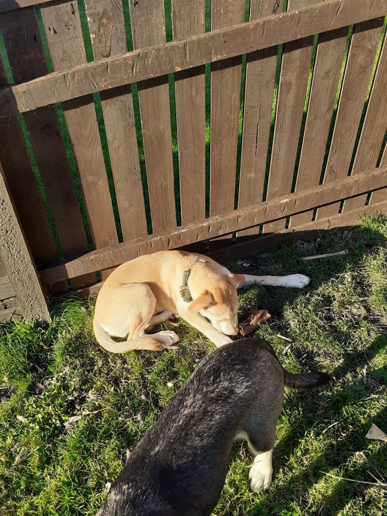 In need of a very good home asap
