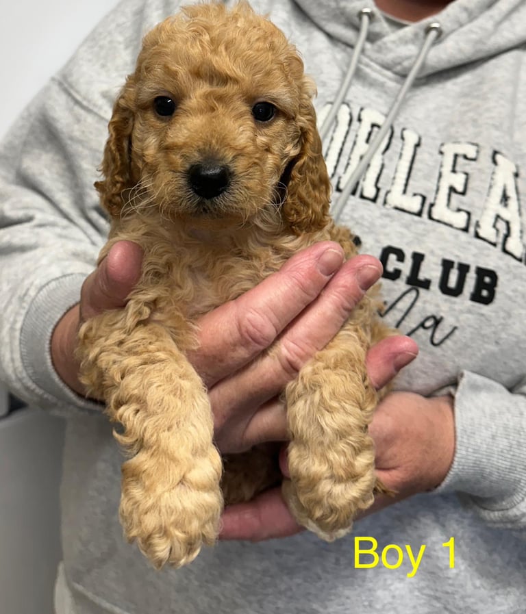 Cockapoo puppies in Crieff, Perth and Kinross Gumtree