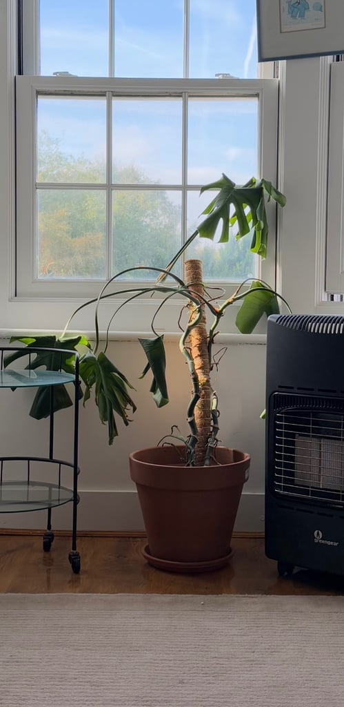 Monstera cheese plant 