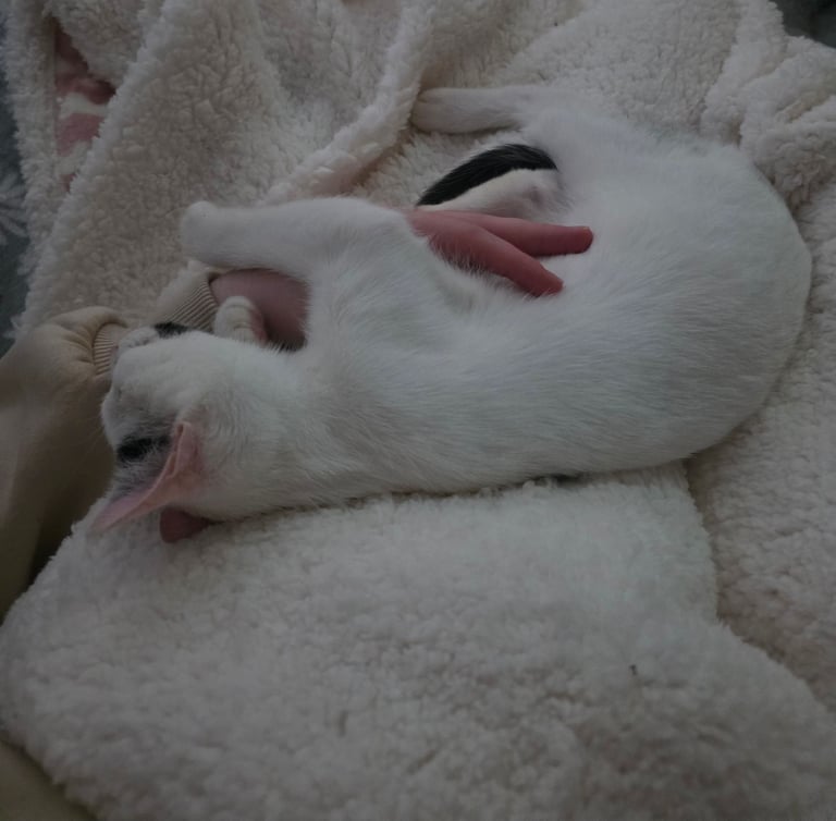 Kitten 