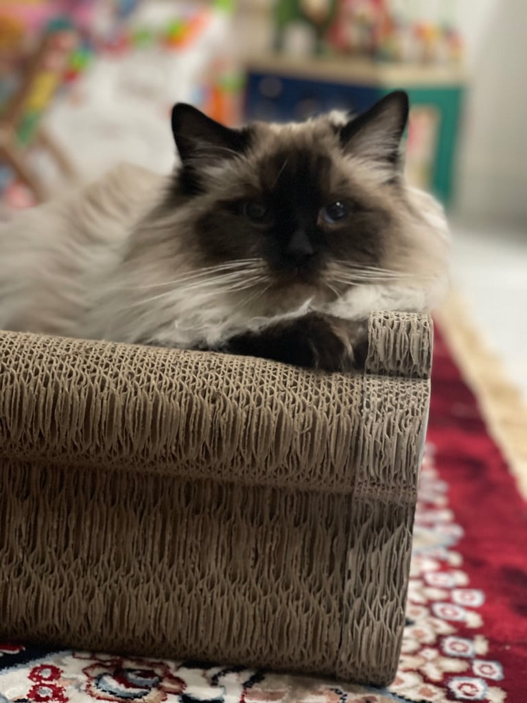 5 years old pure pedigree Ragdoll male to be rehomed 