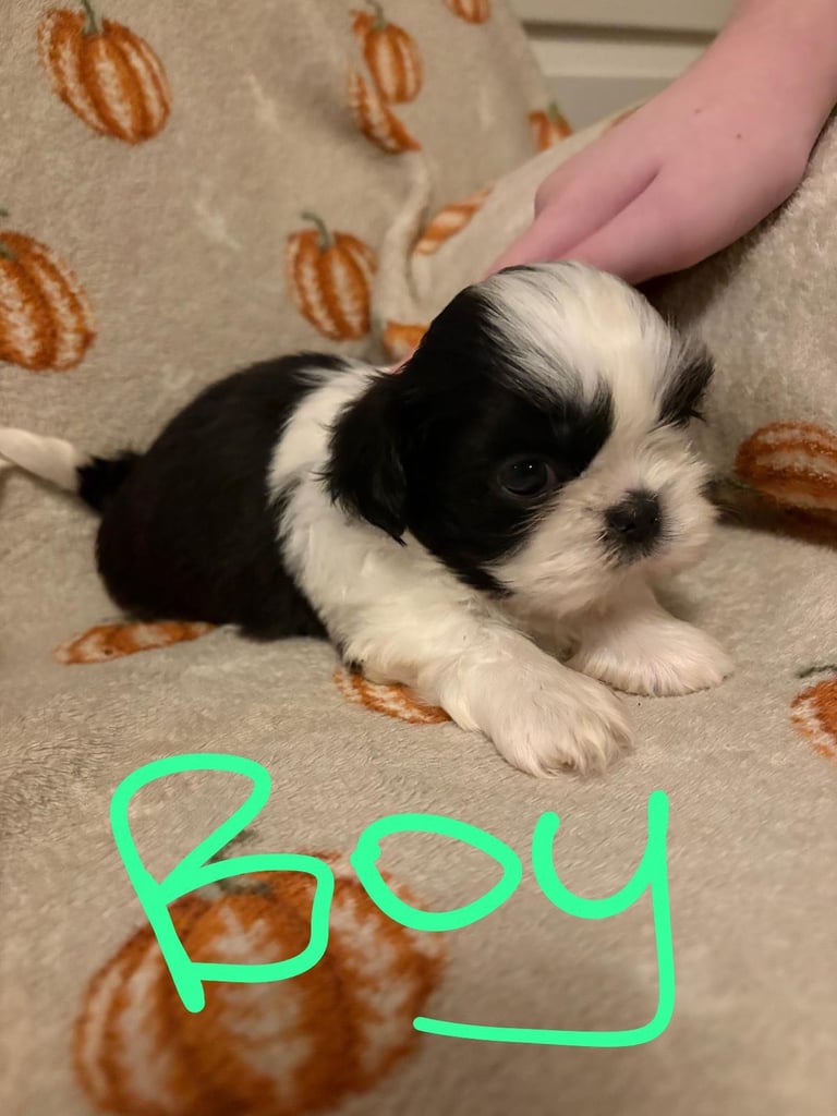 Shih Tzu Pups 