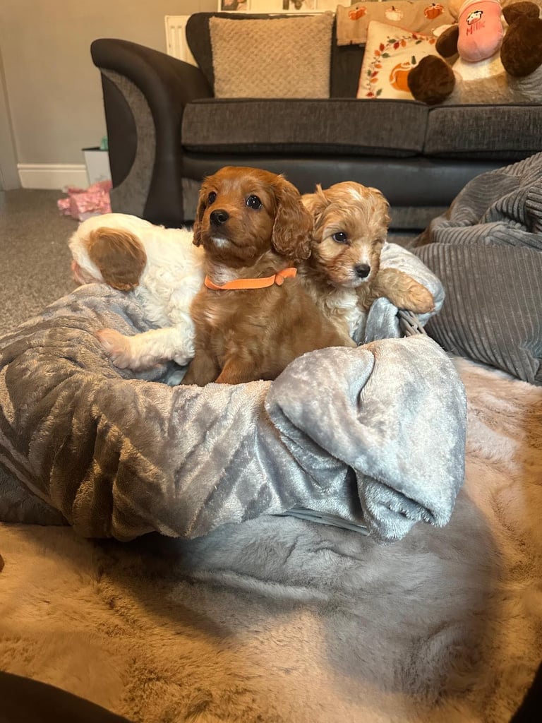 Cavapoo puppy’s 