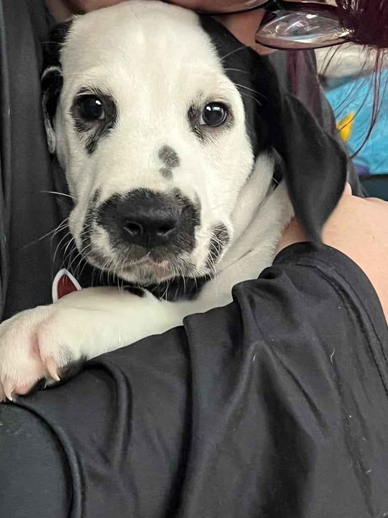 Stunning Dalmatian puppies KC reg show winners 