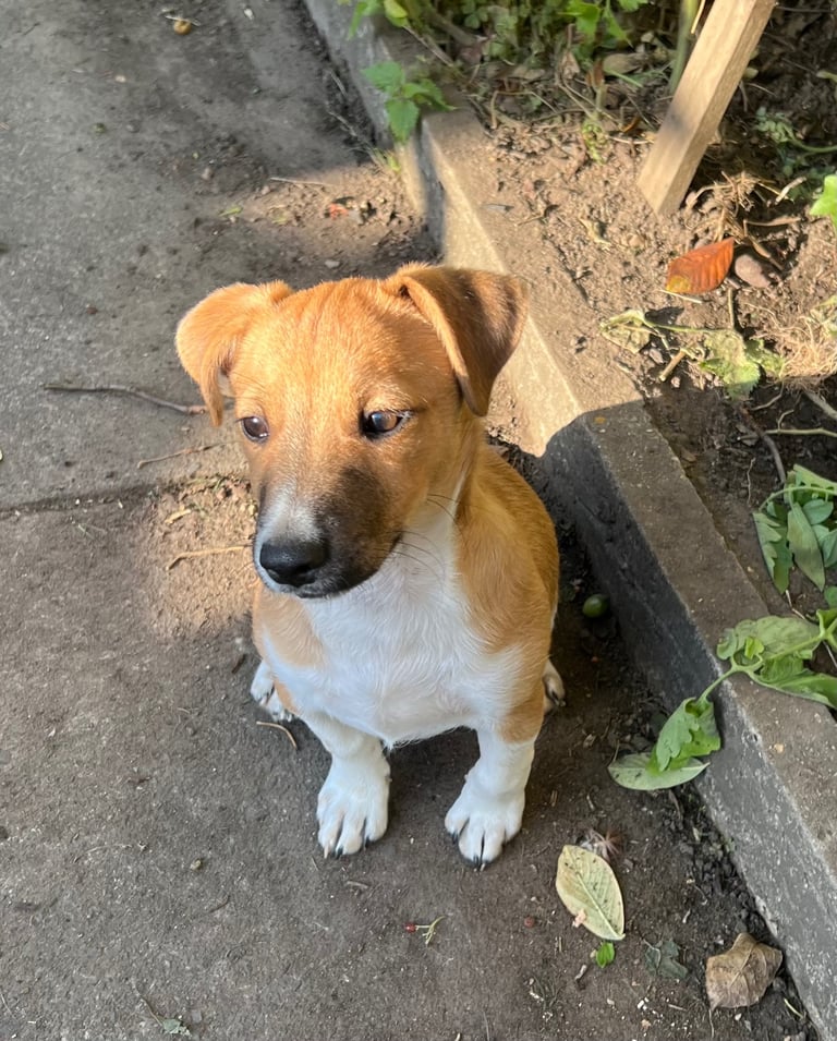 image for Beautiful male Jack Russell Puppy