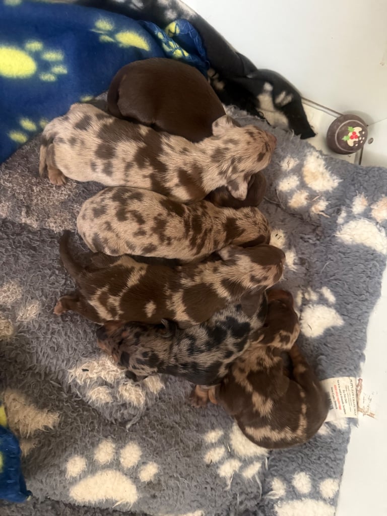 Ready to go! 1 boy left Miniature dachshunds puppies 