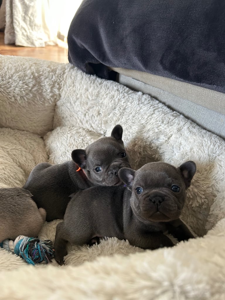 French bulldog puppies 🐾