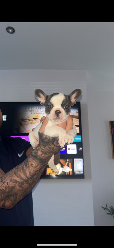image for French bulldog puppies 