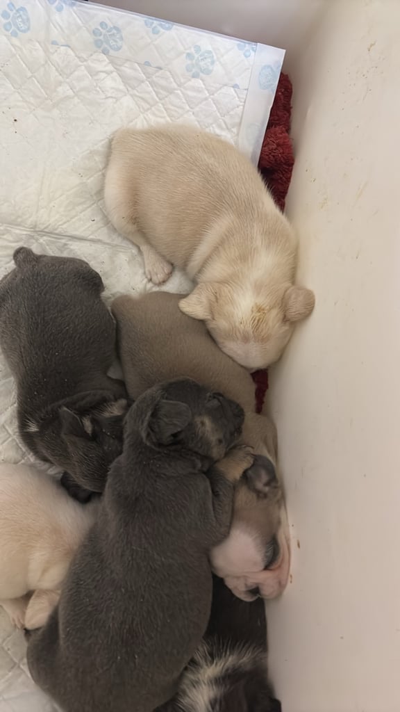 Kc registered French bulldogs 