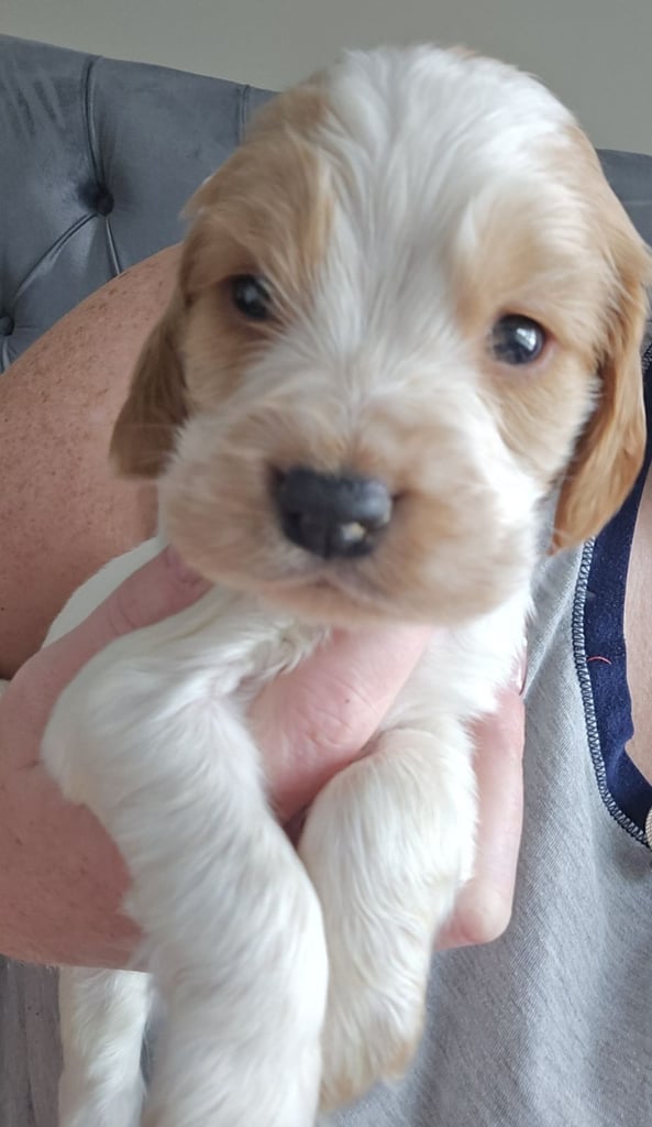 Cocker spaniel puppies