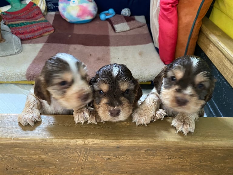 3 Boy Show Cocker Spaniels KC registered