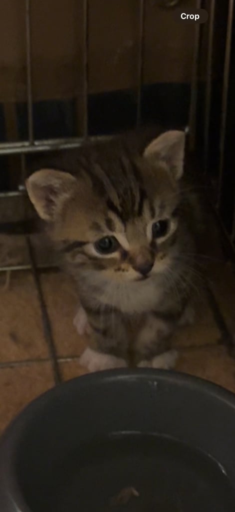 10 weeks old Kittens