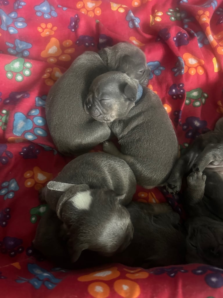 French bulldog puppies 
