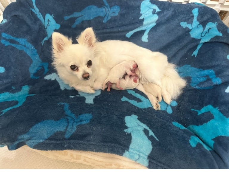 Chihuahua long hair puppies 
