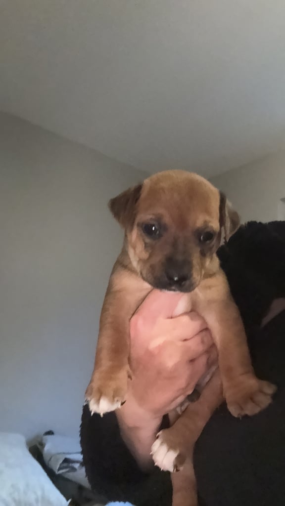 Saluki cross Rottweiler puppies 