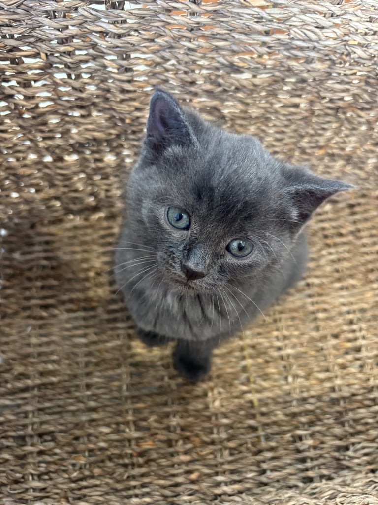 Fluffy kittens 