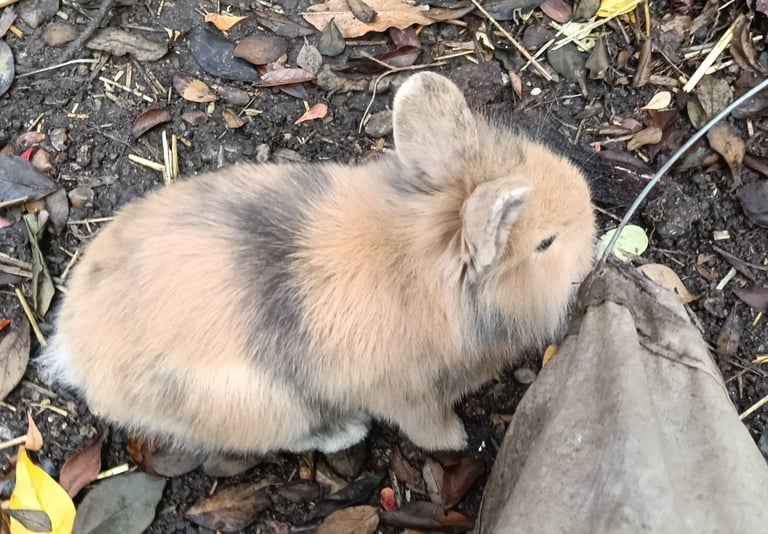 Beautiful baby rabbits 