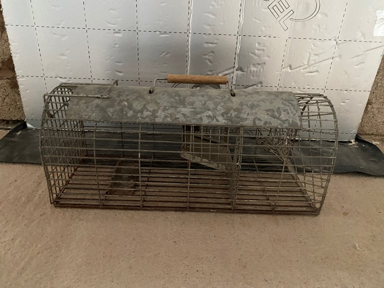 Rats for sale in Devon - Gumtree