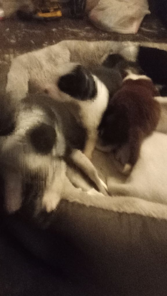 Collie puppies for sale 