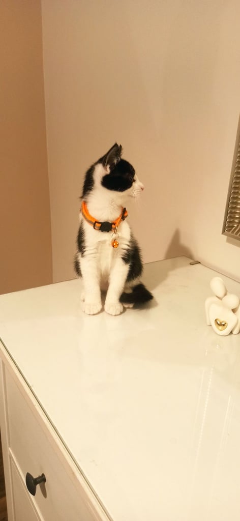 Adorable kittens in London(SE18)😻❤️😻