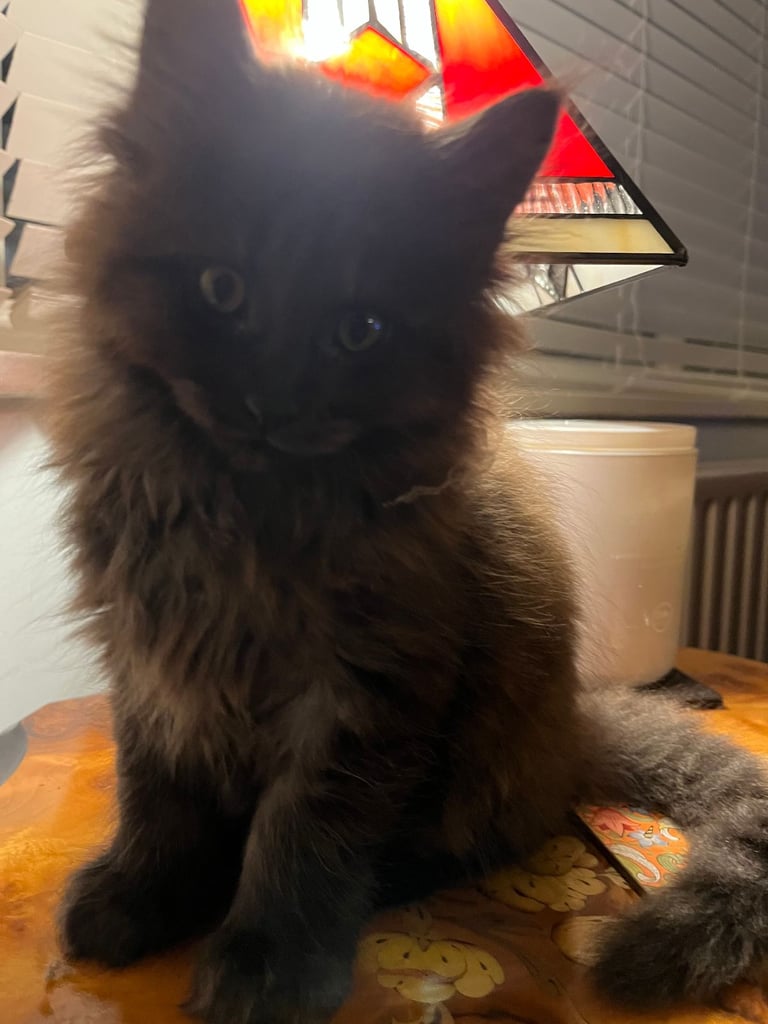 Now sold.  TICA black smoke boy looking for a home