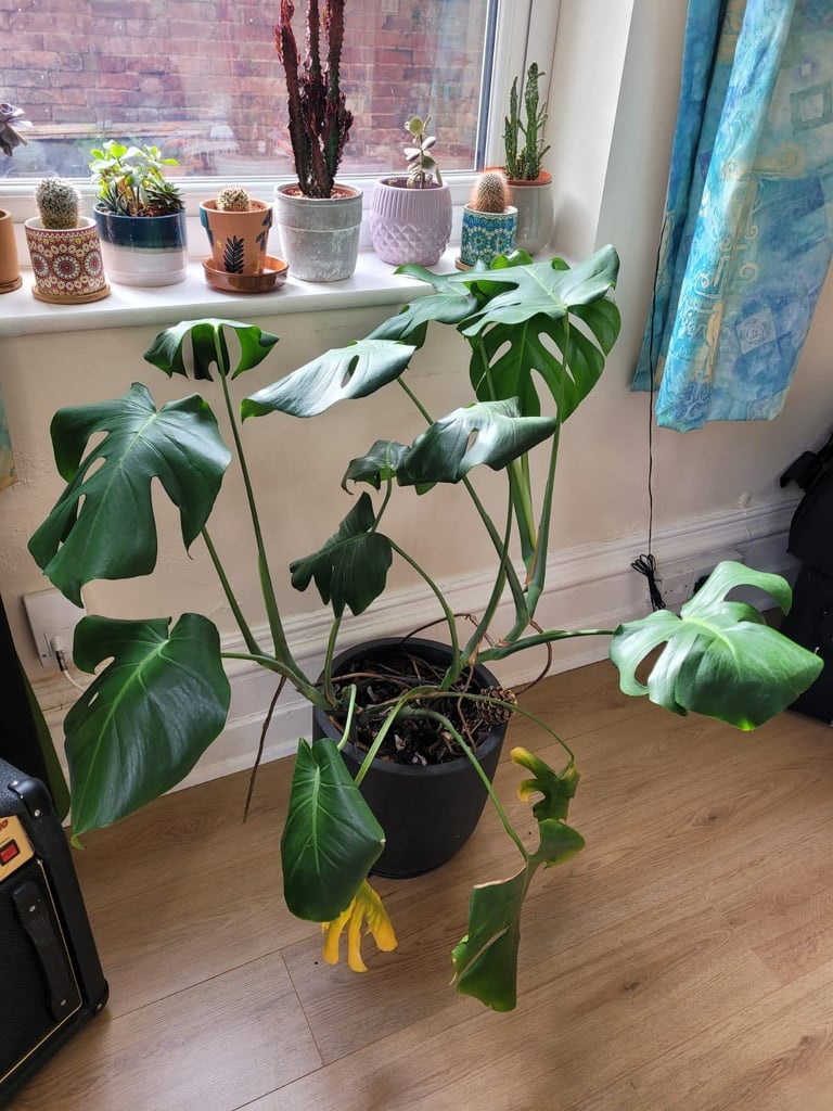 Swiss cheese plant