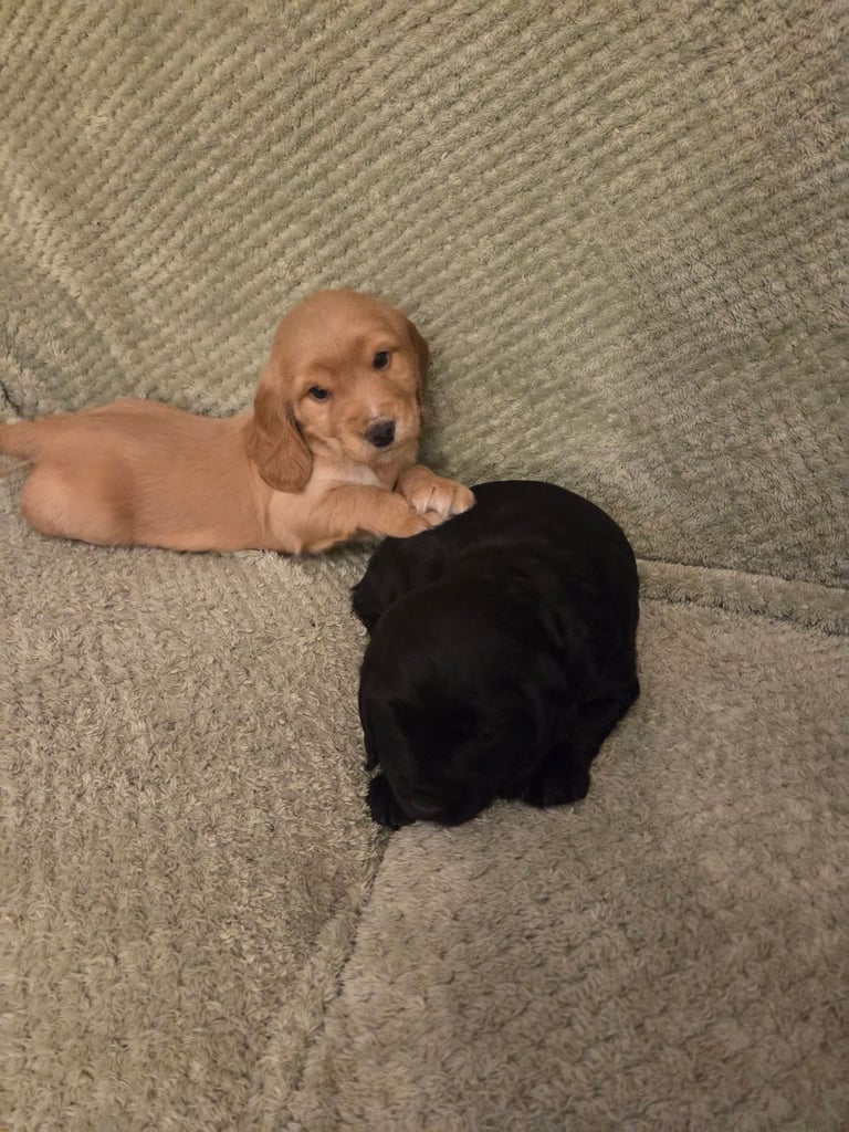 Cocker spaniel puppies