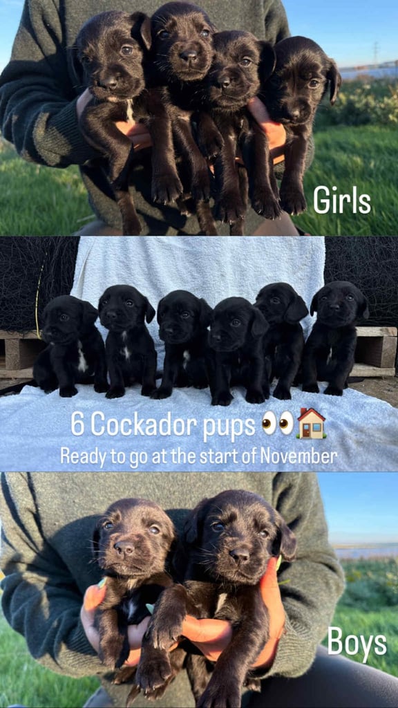 Cocker x Labrador puppies