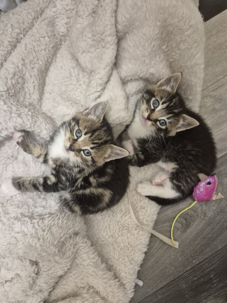 Adorable kittens 