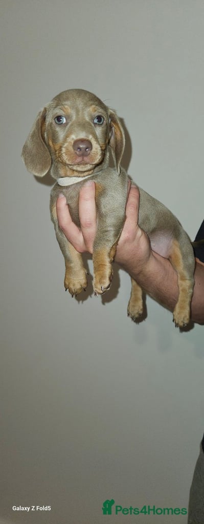 Isabella and tan miniature daschunds - Available now