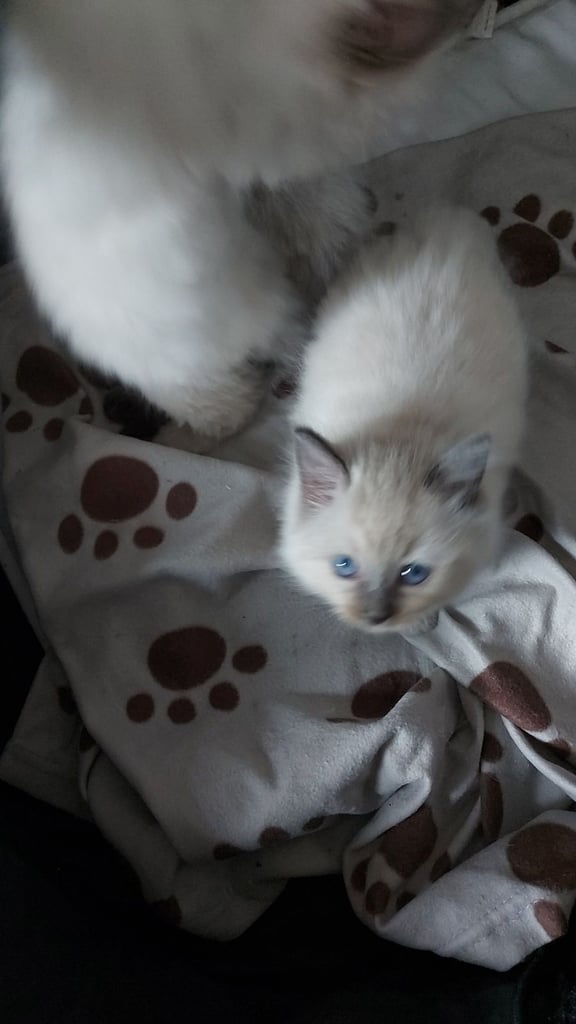 Ragdoll kittens 9 weeks
