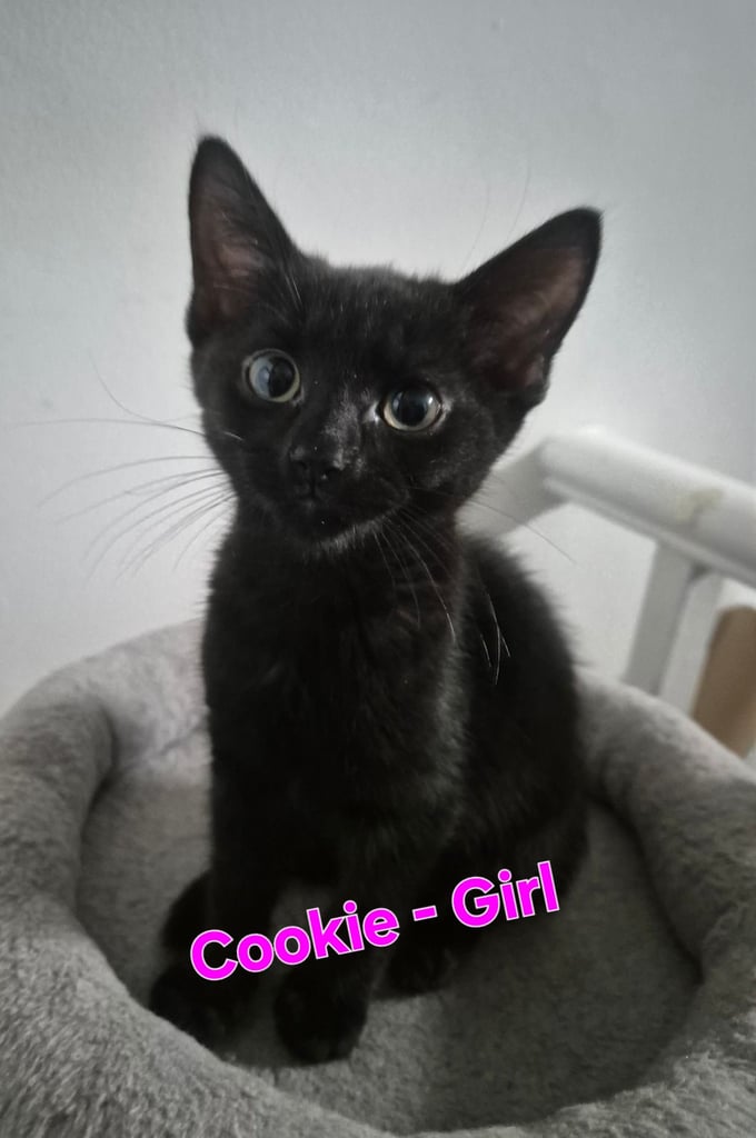 Beautiful Kittens Ready for Forever Home 