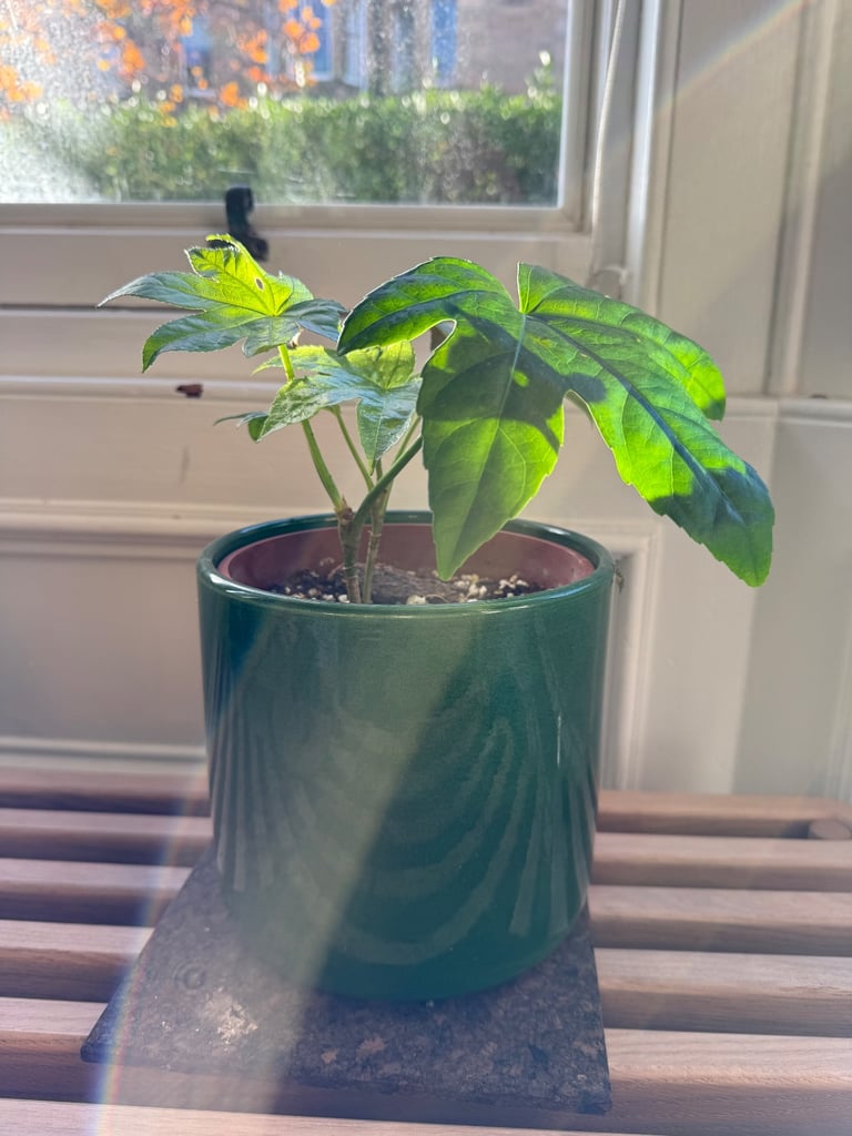Fatsia japonica houseplant indoor plant. 