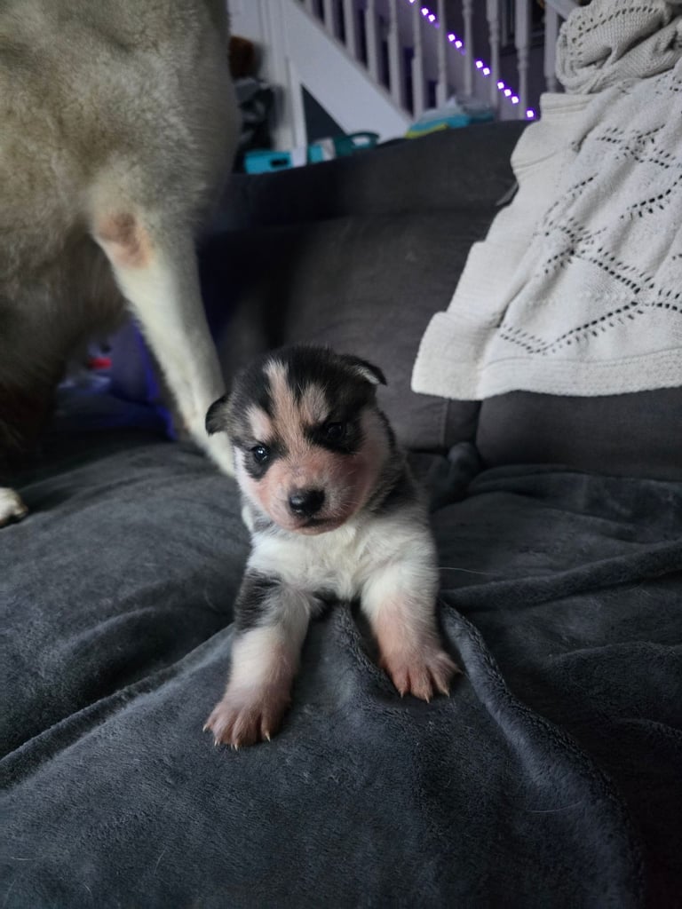 New born Siberian Husky puppy for sale, healthy and ready to go home in 8 weeks.