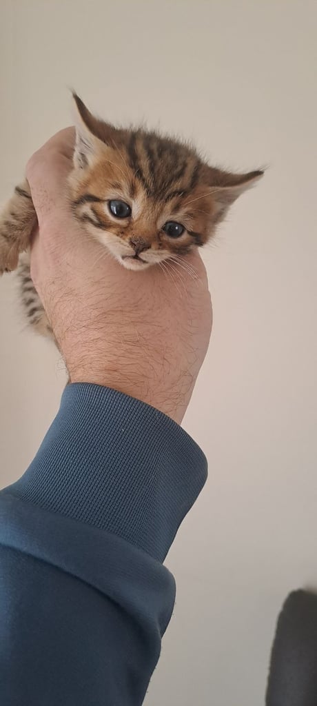 Bengal kittens girls x 3