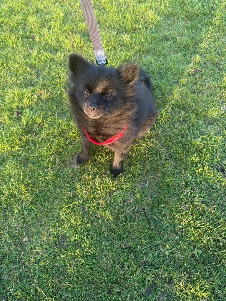 Beautiful all Black Pomeranian Girl