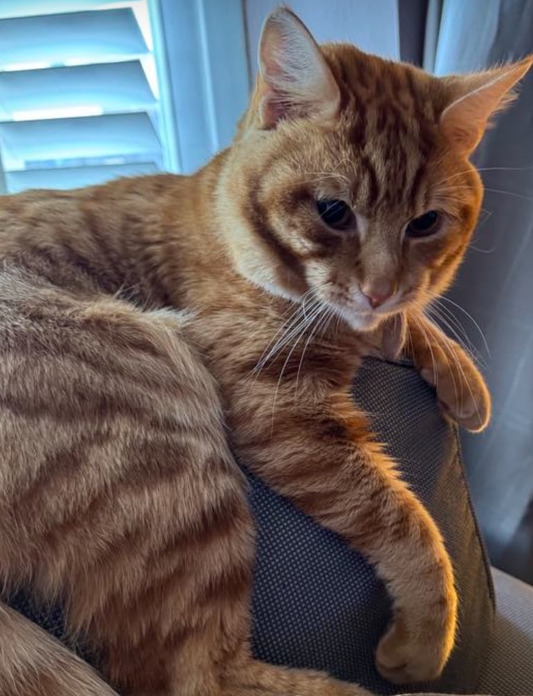Cat 
