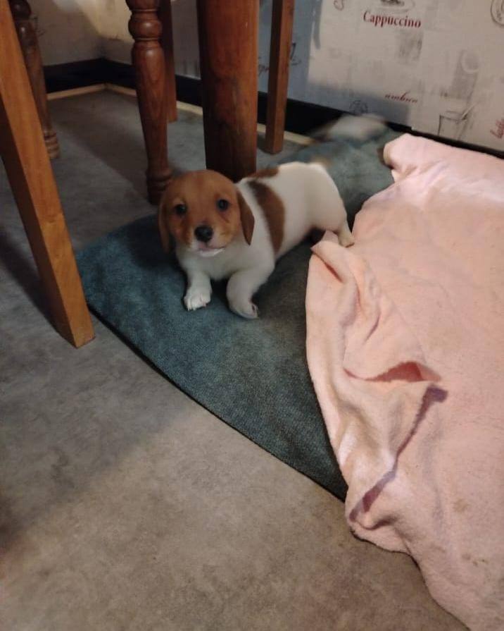 Jack Russell puppies 