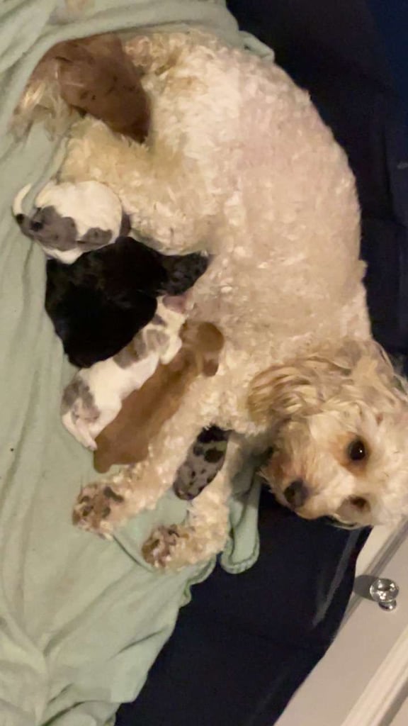 image for F2 cockapoo puppies 