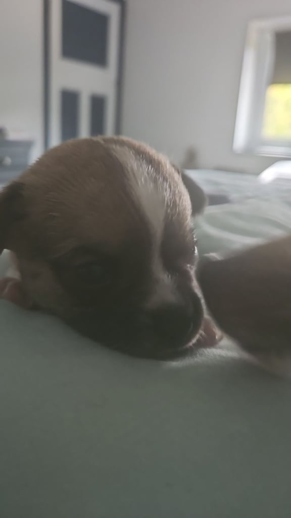 3/4 Chihuahua 1/4 Jack Russell Puppies for sale